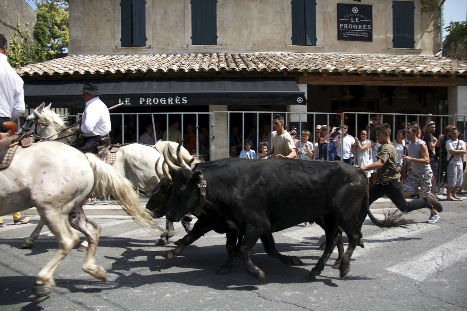 A dynamic scene of a traditional bull running event on a sunny day, with spectators watching as men guide bulls and horses down a village street.